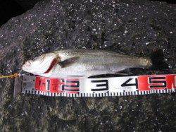 【ハネ釣れていました♪】南芦屋浜