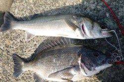 泉佐野食コン★チヌにハネがｲｲ♪