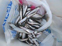 田ノ浦いわし夕方も期待出来そうです♪