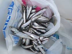 田ノ浦いわし夕方も期待出来そうです♪