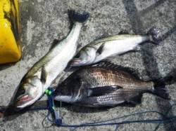 渋いながら宣言通りに!!　泉大津RT17日…