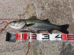 【エビ撒き好調♪ハネ釣れてます！】南芦屋浜