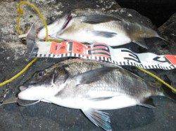 【オキアミフカセでプリプリチヌ！】南芦屋浜