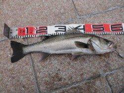 【ハネ＆チヌ、エビ撒きでヒット♪】南芦屋浜