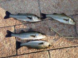 【朝一からハネ４本釣れています】南芦屋浜