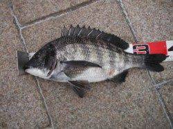 【ハネ＆チヌ、エビ撒きでヒット♪】南芦屋浜