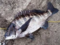 ハネだけじゃない！泉大津RT！夕方