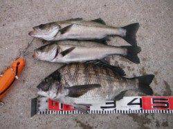 【エビ撒きいい感じ♪チヌ&ハネ】南芦屋浜