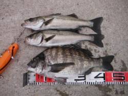 【エビ撒きいい感じ♪チヌ＆ハネ】南芦屋浜