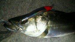 兵突でシーバス好調②！！