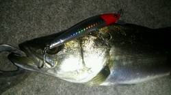 兵突でシーバス好調②！！