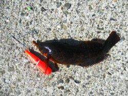 ささめ製エアーシンカーでクジメ！