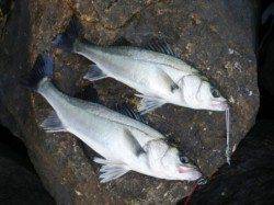 やはり大津川!?　泉大津RT　23日あさ