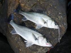 やはり大津川!?　泉大津RT　23日あさ