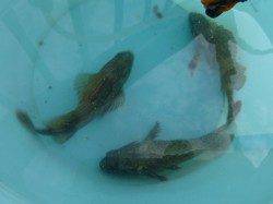 神戸空港ＲＴ、ヨロイメバルです。