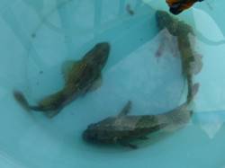 神戸空港ＲＴ、ヨロイメバルです。