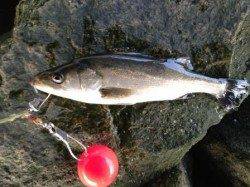 【朝一からハネ４本釣れています】南芦屋浜