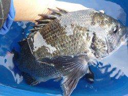 兵庫突堤ＲＴ、チヌスタート！！