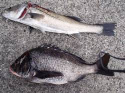 ズボ釣りでチヌ！ハネも♪泉大津RT　２３日…