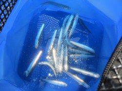 今週もイワシ回ってます。【23日】田ノ浦RT