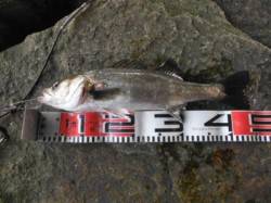 【今日もエビ撒き♪のハネ】南芦屋浜