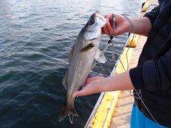 いい感じに濁っているのですが…泉大津RT。夕方