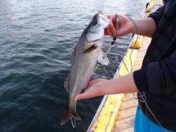 いい感じに濁っているのですが…泉大津RT。…