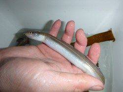 夜の兵突素敵な彼女もlアナゴ釣り!