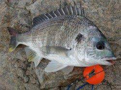 今日の『芦屋年金クラブ』 キビレの釣果