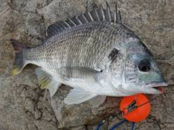 今日の『芦屋年金クラブ』 キビレの釣果