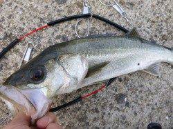 北公園ＲＴ　美しいハネ