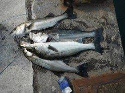 え～っ!ここで爆釣ですか?泉大津RT24日朝