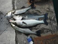 え～っ!ここで爆釣ですか?泉大津RT24日…