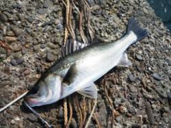 厳しい中貴重な!!　泉大津RT　24日ひる…