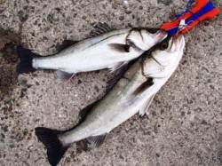 大津川尻で♪泉大津RT！