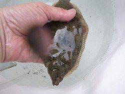 投げ釣り系は兵突と須磨！