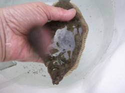 投げ釣り系は兵突と須磨！