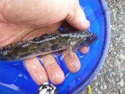 投げ釣り系は兵突と須磨！