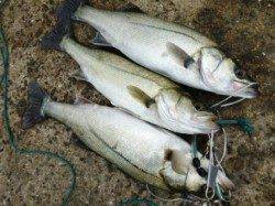 泉佐野食コン　ハネにメバル♪