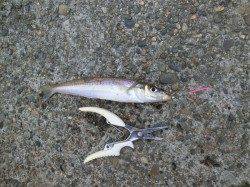 【27日】青岸でチョイ投げキス調査!!