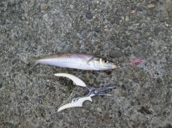 【２７日】青岸でチョイ投げキス調査！！