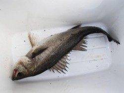 お天気もハネも回復？28日夕方泉大津ＲＴ