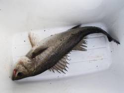 お天気もハネも回復？28日夕方泉大津ＲＴ