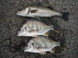 丸島防波堤、オキアミフカセでハネ1匹、キビレ2匹