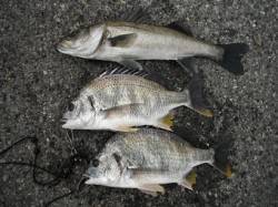 丸島防波堤、オキアミフカセでハネ１匹、キビ…