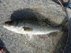 【早朝からハネ連発！】西宮ケーソンＲＴ