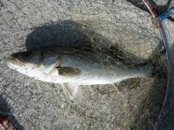 【早朝からハネ連発！】西宮ケーソンＲＴ