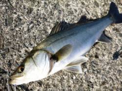 泉佐野食コンリアルタイム