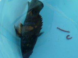 空メバルとチヌ情報。ＲＴ