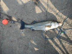 泉大津リアルタイム（30日・朝）